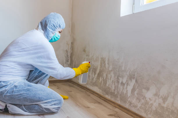 Licensed Black Mold Removal service in Kempton, PA - WQB Mold Removal