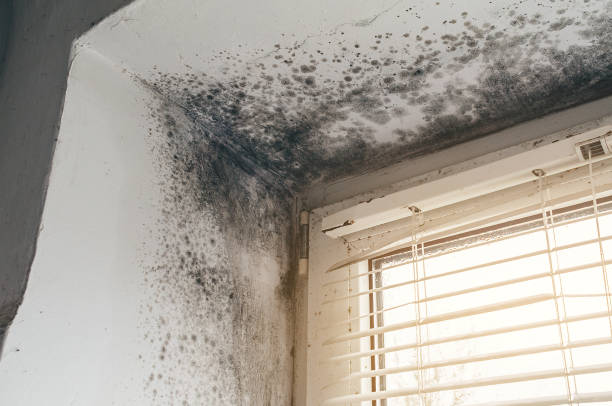Affordable Black Mold Removal solutions in Kempton, PA